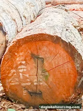 Essia (Abale) Logs From Central African Republic - Vietnam Buyer Wanted