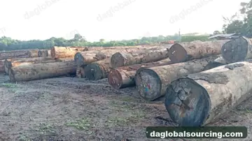 Guyana Darina Logs Needed By Vietnam Importer