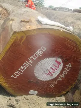 Import Doussie (Afzelia) Logs From Cameroon - Vietnam Buyer