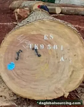 Import Essia (Abale) Logs From Cameroon - Vietnam Buyer