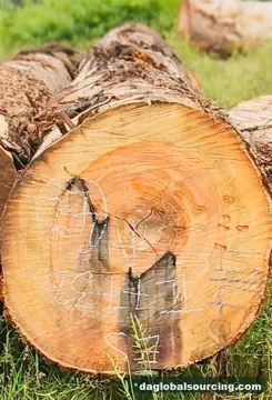 Import Essia (Abale) Logs From Central African Republic - Vietnam Buyer