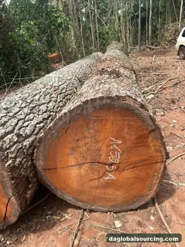Import Mukulungu Logs From Cameroon - Vietnam Buyer