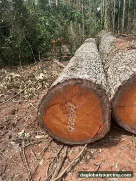 Import Mukulungu Logs From Central African Republic - Vietnam Buyer
