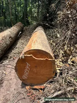 Import Mukulungu Logs From Congo - Vietnam Buyer