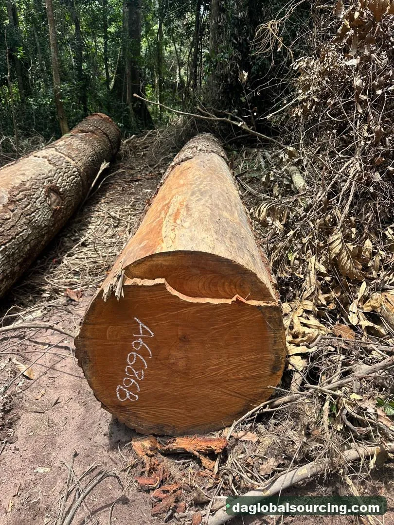 Mukulungu logs from Congo — goods a Vietnam buyer wants