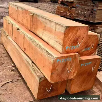 Pachyloba from Cameroon — real goods photo 2
