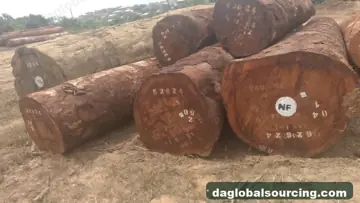 Import Tali (Ironwood) Logs From Cameroon - Vietnam Buyer