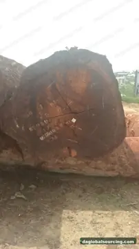Tali (Ironwood) from Cameroon — real goods photo 2
