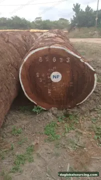 Import Tali (Ironwood) Logs From Central African Republic - Vietnam Buyer