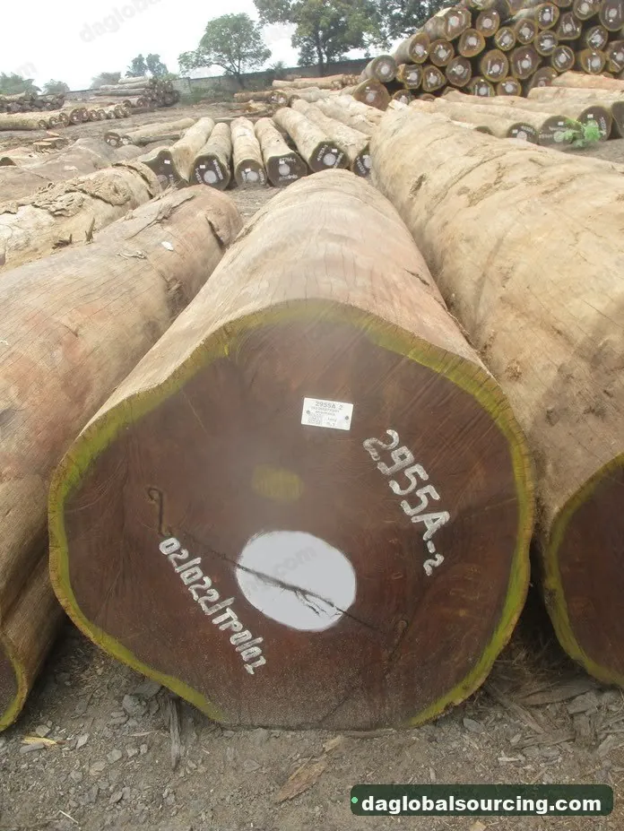 Aformosia timber from Congo — goods a Vietnam buyer wants
