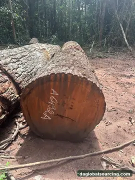 Looking For Mukulungu Suppliers In Congo
