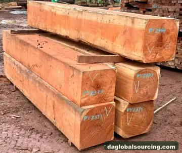 Pachyloba from Cameroon — real goods photo 2