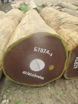 Vietnam Company Buys Afrormosia Logs From Congo