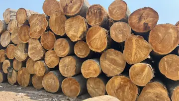 Vietnam Company Buys Bilinga Logs From Cameroon