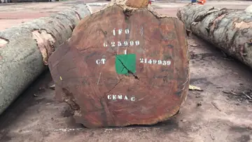 Import Bosse Logs From Congo - Vietnam Buyer