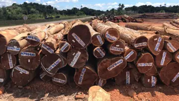 We Need Cow Logs Supplier In Guyana