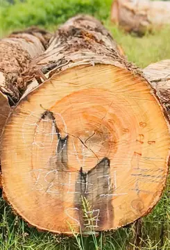 We Need Essia Logs Supplier In Central Africa