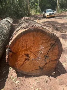 Mukulungu Logs Needed By Vietnam Importer