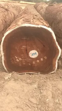 Buying Tali (Ironwood) Logs From Congo — Vietnam Timber Buyer