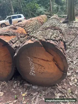 Mukulungu Logs From Central African Republic - Vietnam Buyer Wanted
