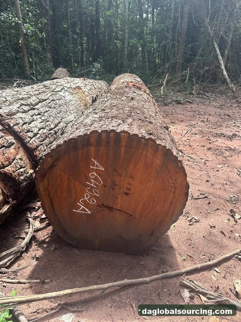 Mukulungu logs from Congo — goods a Vietnam buyer wants