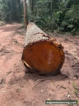 Mukulungu Logs Wanted - Vietnam Monthly Buyer — Congo