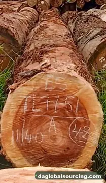 Need Essia (Abale) Logs From Cameroon - Monthly Order