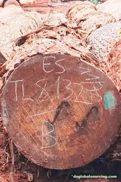 Need Essia (Abale) Logs From Congo - Monthly Order