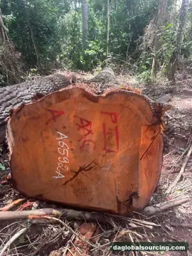 Need Mukulungu Logs From Congo - Monthly Order