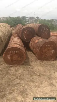Tali (Ironwood) from Cameroon — real goods photo 2