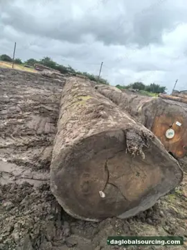 Need Tali (Ironwood) Logs From Central African Republic - Monthly Order