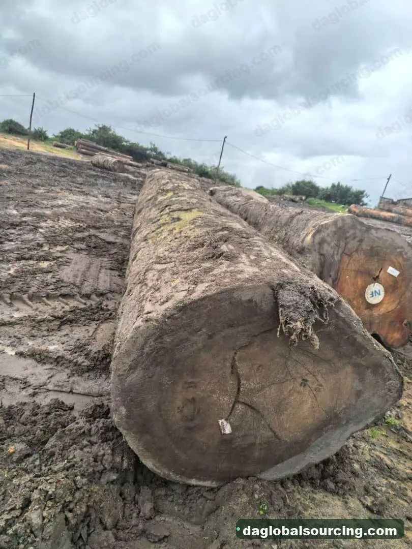 Tali (Ironwood) logs from Central African Republic — goods a Vietnam buyer wants