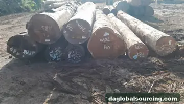 Need WPL (Witte Pinto Locus) Logs From Suriname - Monthly Order