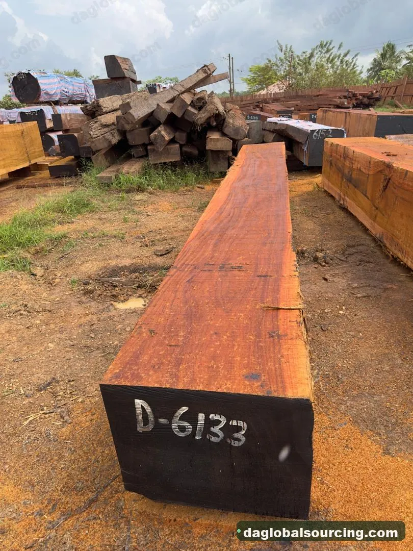 Okan squared from Congo — goods a Vietnam buyer wants