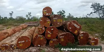 Cow from Guyana — real goods photo 2