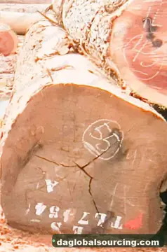 Purchase Essia (Abale) Logs From Cameroon Every Month