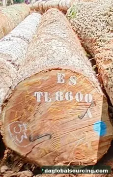Essia from Congo — real goods photo 3