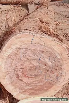 Purchase Essia (Abale) Logs From Congo Every Month