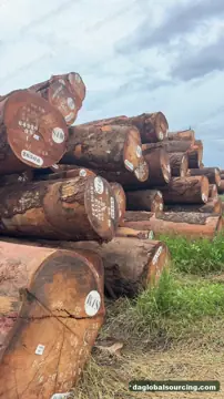 Purchase Okan (Denya) Logs From Congo Every Month