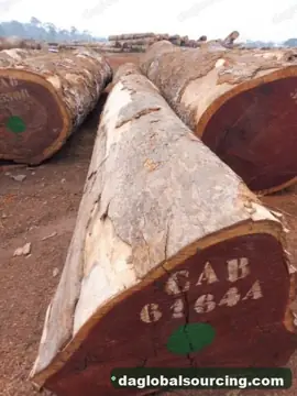 Purchase Pachyloba (Afzelia) Logs From Cameroon Every Month
