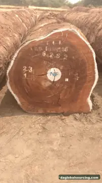 Purchase Tali (Ironwood) Logs From Cameroon Every Month