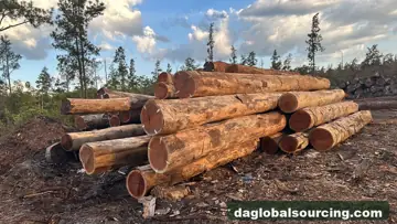 Purchase WPL (Witte Pinto Locus) Logs From Suriname Every Month