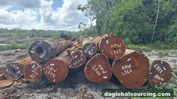 Regular Buyer Of Cow wood Logs From Guyana