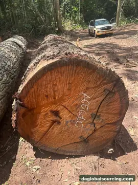 Regular Buyer Of Mukulungu Logs From Cameroon