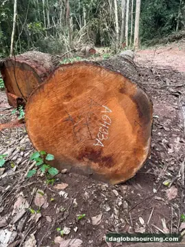 Mukulungu from Cameroon — real goods photo 2