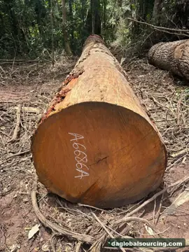 Regular Buyer Of Mukulungu Logs From Central African Republic