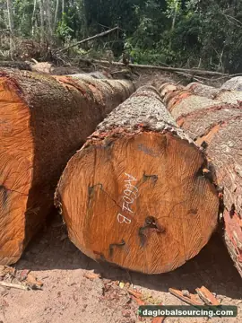 Regular Buyer Of Mukulungu Logs From Congo