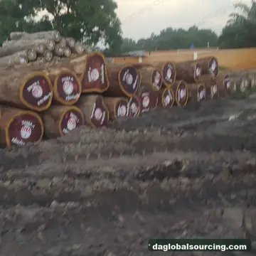 Padouk from Central African Republic — real goods photo 3