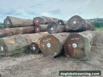 Regular Buyer Of Tali (Ironwood) Logs From Cameroon