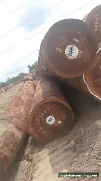 Tali (Ironwood) from Cameroon — real goods photo 2